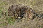 Eastern European Hedgehog   